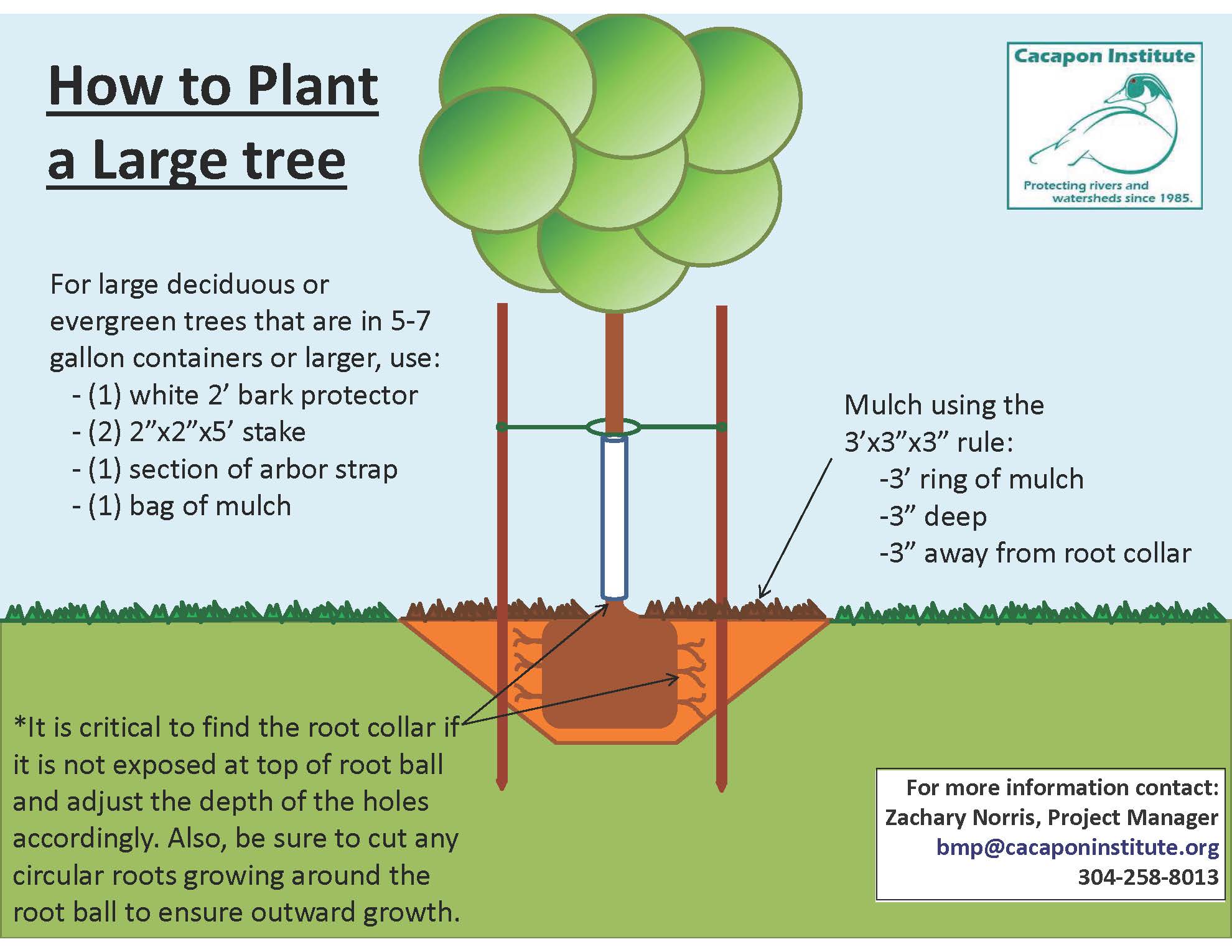 How to Plant a Tree - Cacapon Institute